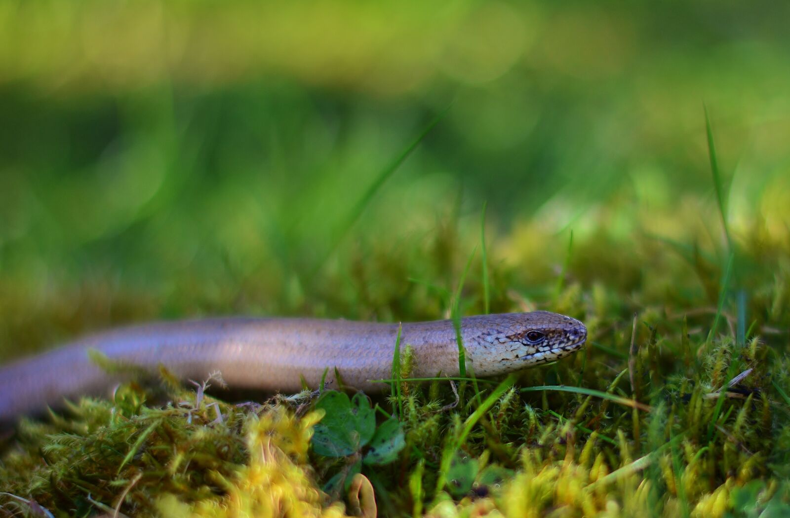 Nikon D5200 sample photo. Slow worm, lizard, close photography