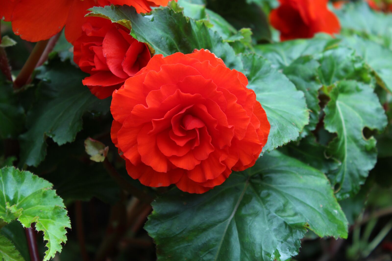 Canon EOS 1200D (EOS Rebel T5 / EOS Kiss X70 / EOS Hi) sample photo. Red, flower, in focus photography
