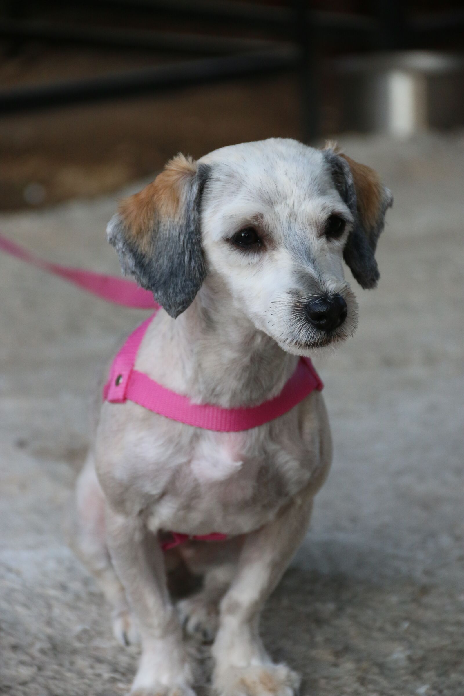 Canon EF-S 18-135mm F3.5-5.6 IS sample photo. Dog, animal, close photography