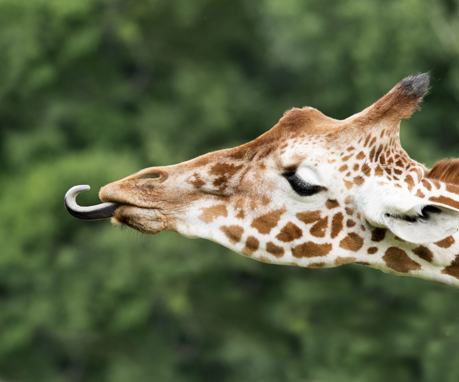Nikon D5600 sample photo. Giraffe, language, africa photography