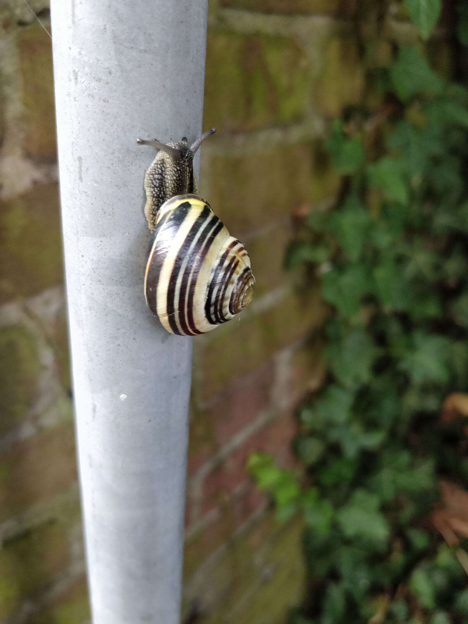 OnePlus 5T sample photo. Snail, nature, shell photography