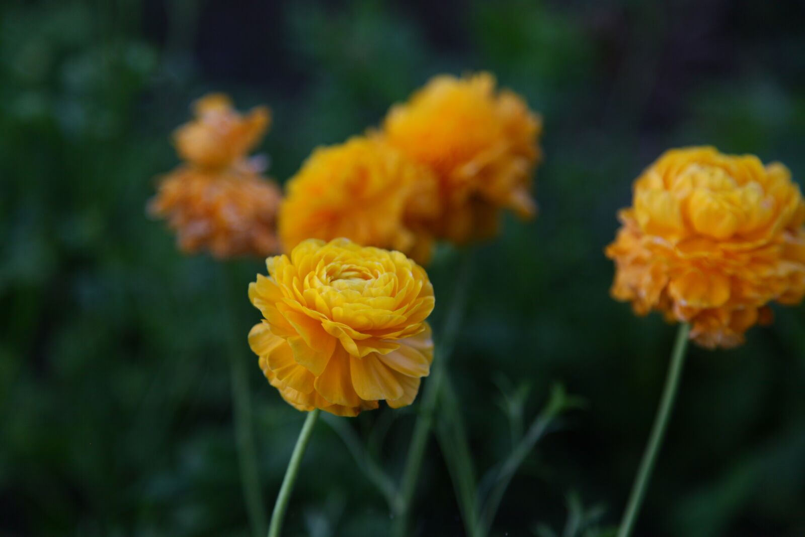 Canon EOS 5D Mark II sample photo. Yellow flowers, garden, flowers photography