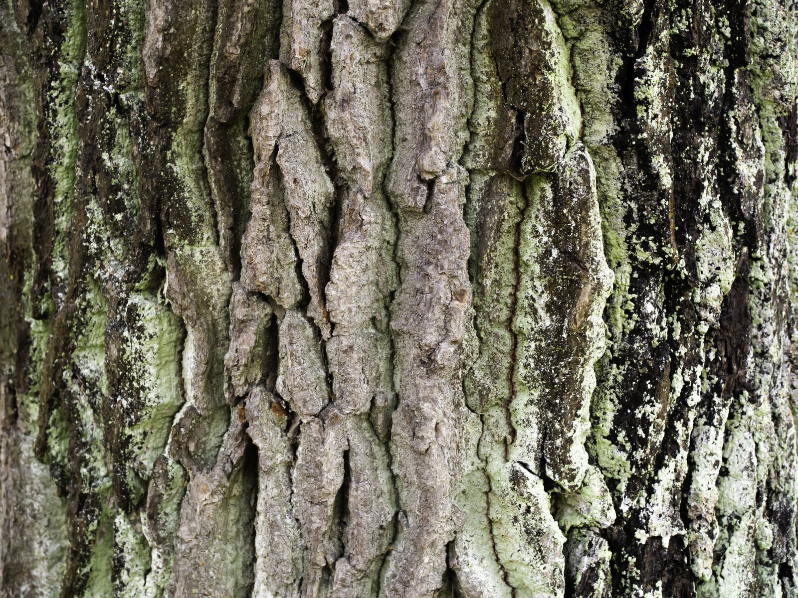 Olympus OM-D E-M10 II sample photo. Bark, oak, texture photography