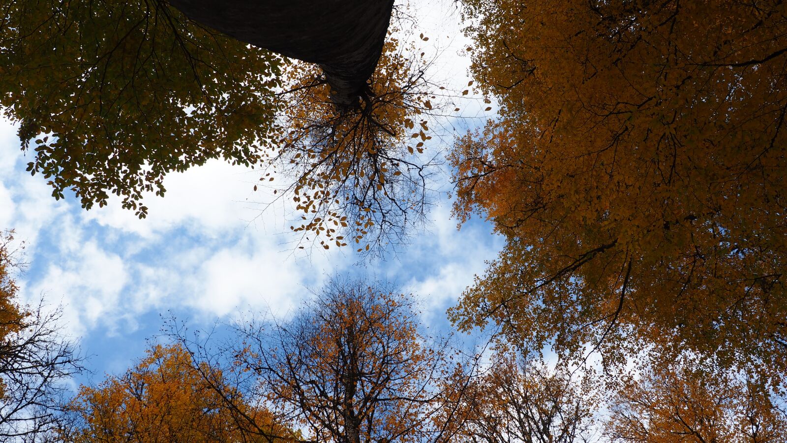 Olympus OM-D E-M10 sample photo. Autumn, peace, nature photography