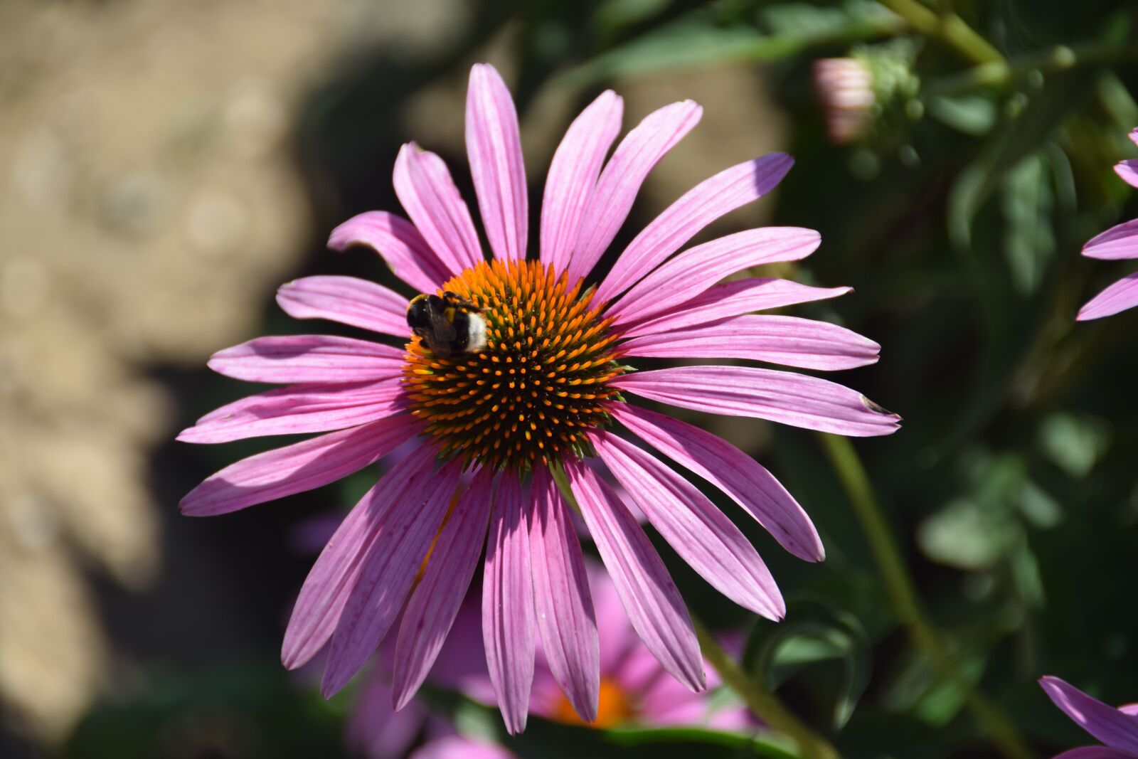 Nikon D5300 sample photo. Pink, flower, bug photography
