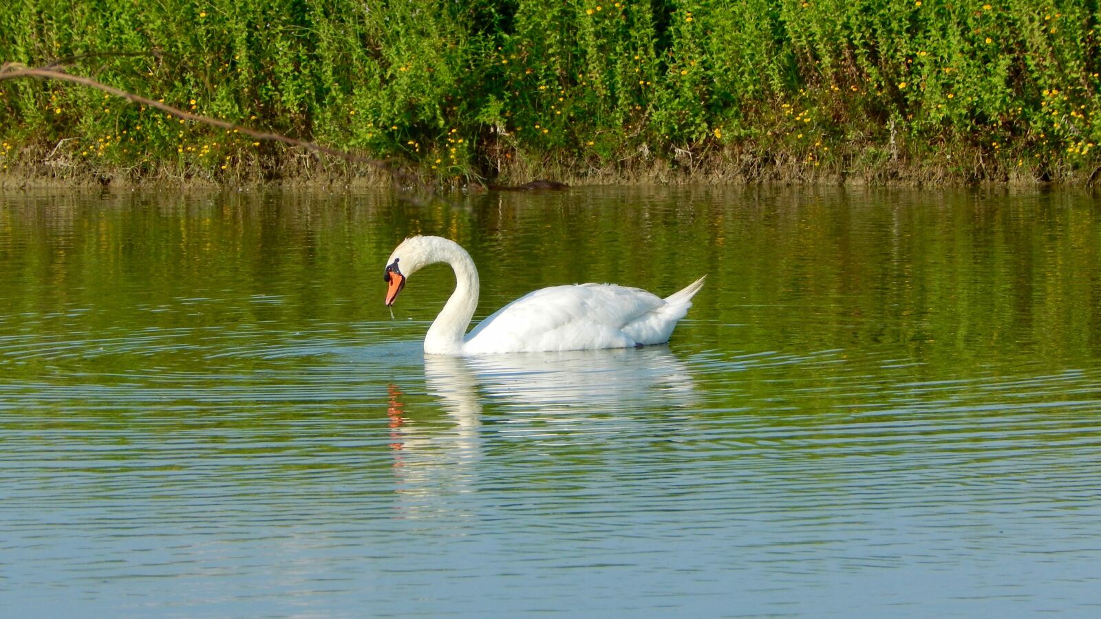 Nikon Coolpix L830 sample photo. Swan, volatile, bird photography