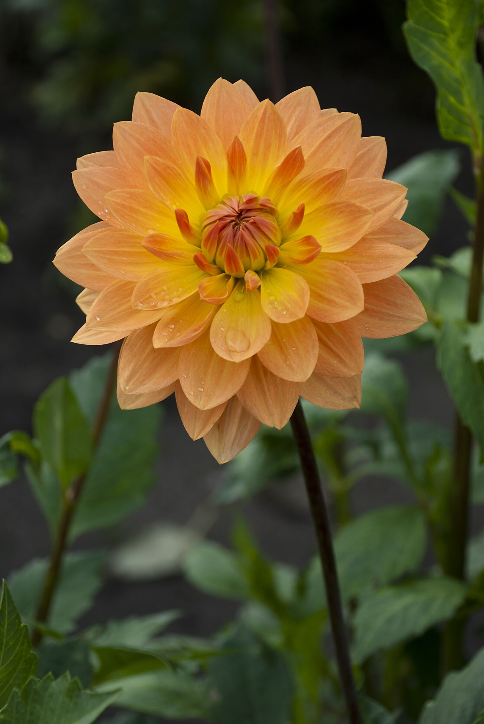 Nikon D80 sample photo. Dahlia, oranjebloem, flowers field photography