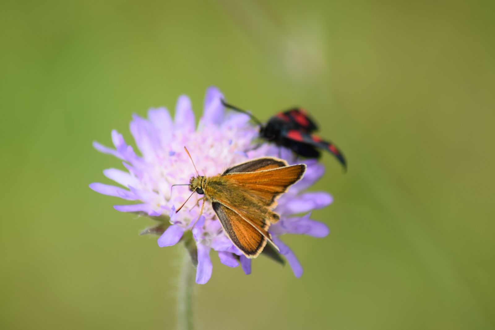 Nikon D3300 sample photo. Butterfly, flower, insect photography