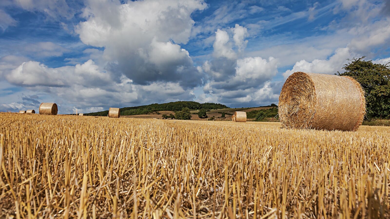Canon EOS 5D Mark II + Canon EF 24-105mm F4L IS USM sample photo. Straw bales, field, straw photography