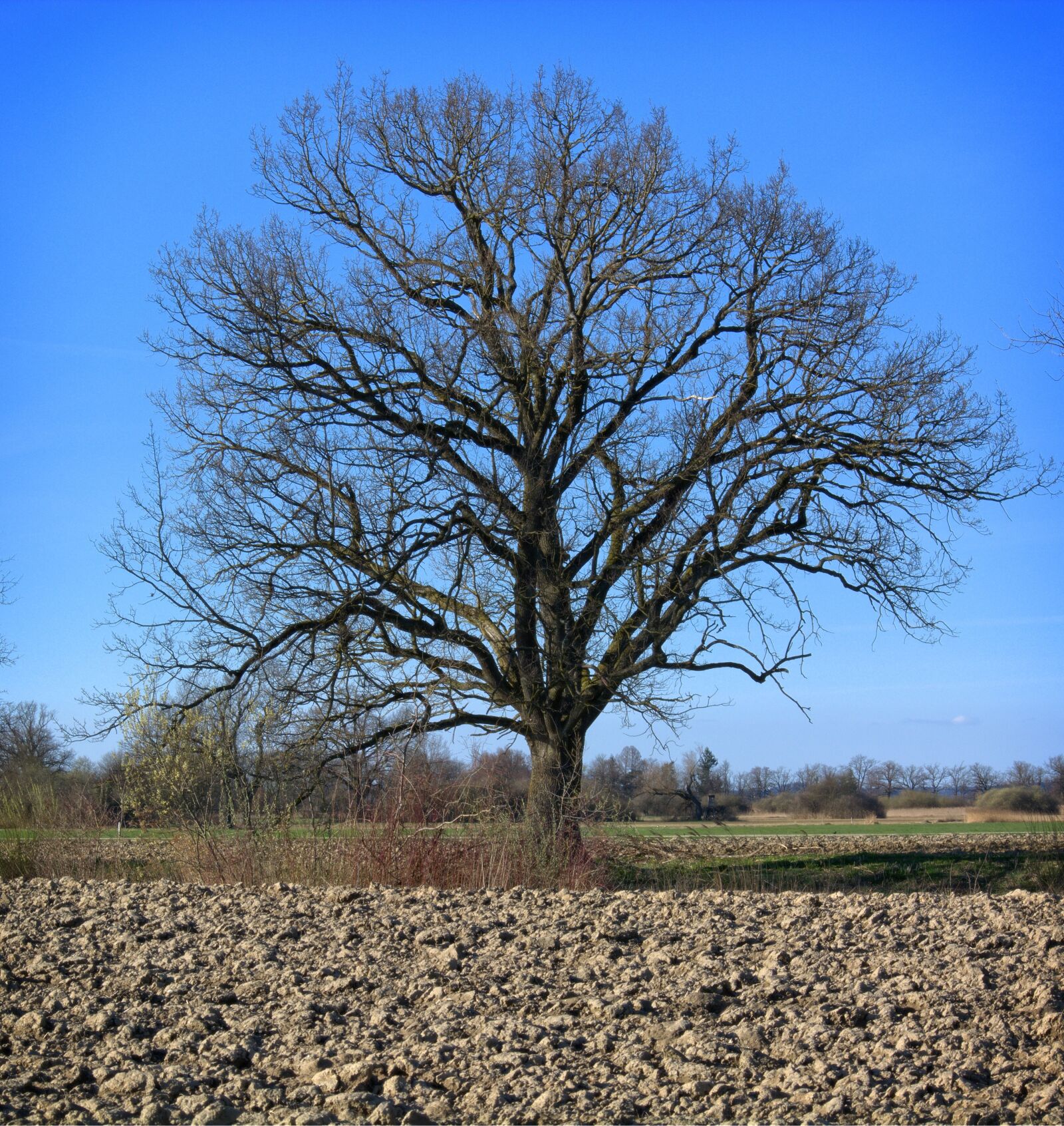 55.0-200.0mm f/4.0-f/5.6 sample photo. Tree, individually, branches photography