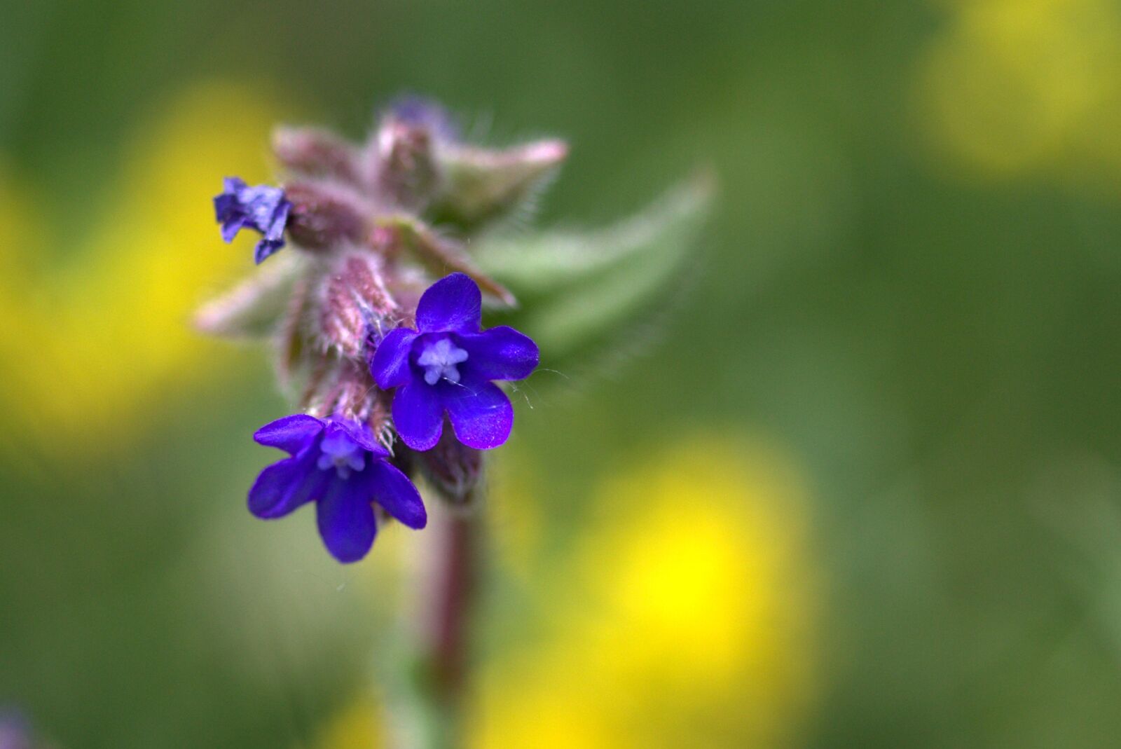 Canon EF-S 60mm F2.8 Macro USM sample photo. Cornflower, camp, flower photography