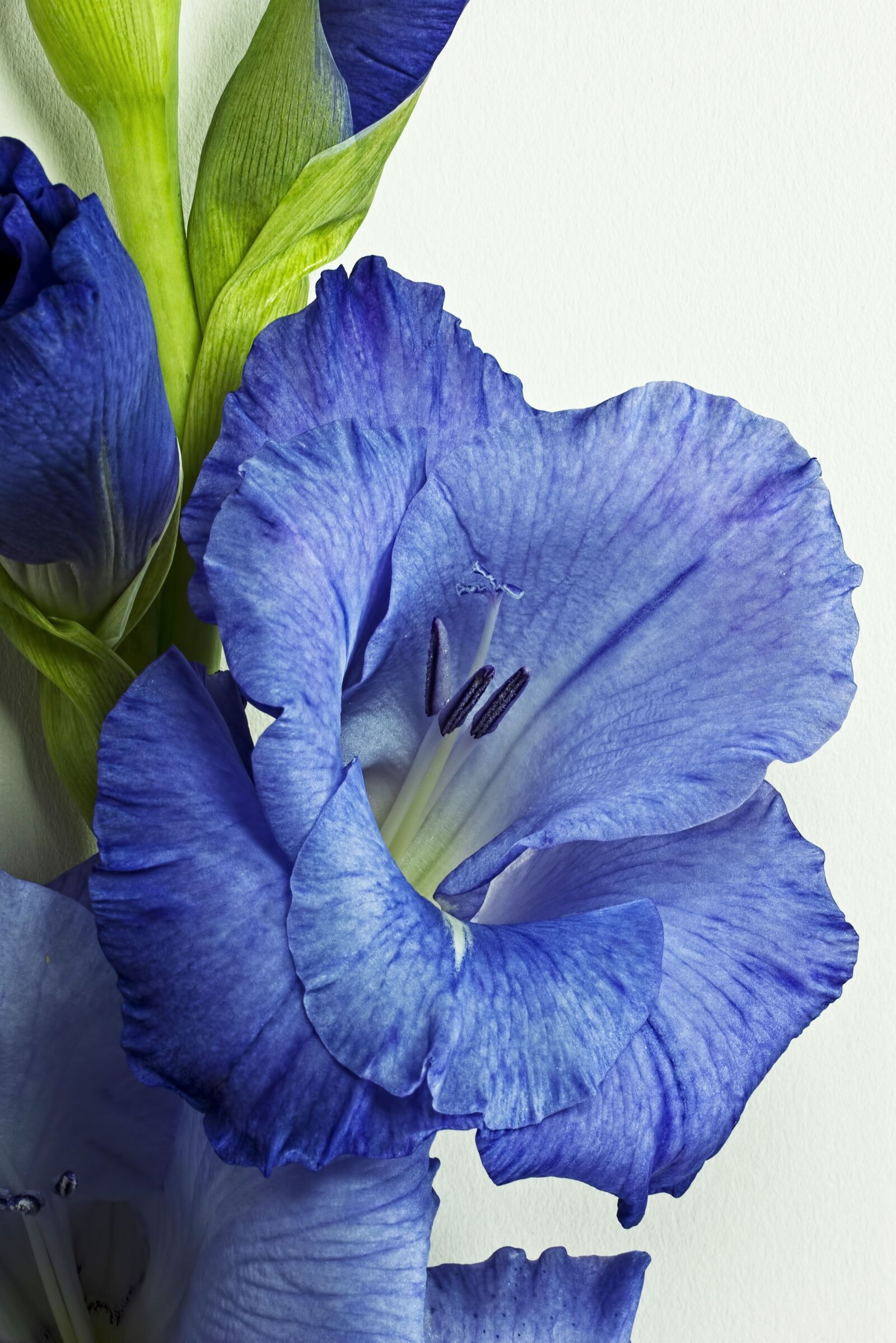 Pentax K10D sample photo. Gladiolus, purple, flower photography