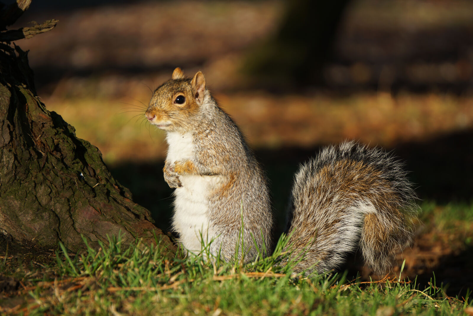 Sony a6000 sample photo. Park, squirrel, winter photography