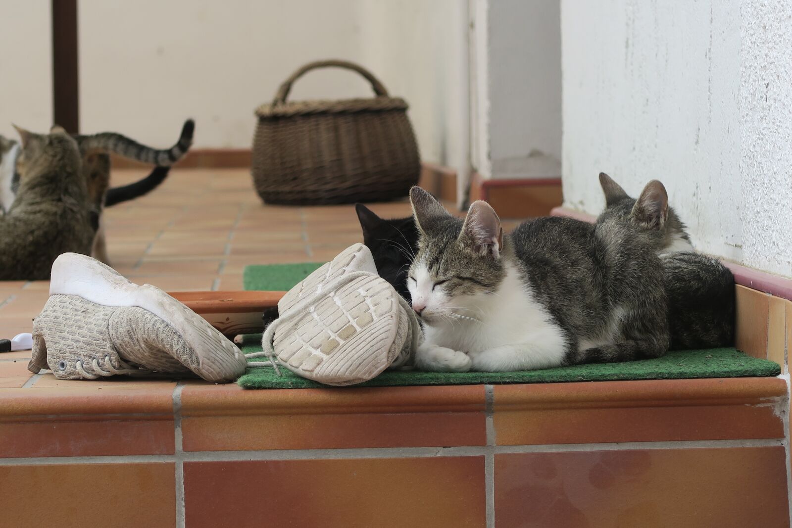 Canon PowerShot G7 X sample photo. Cat, cats, animal photography