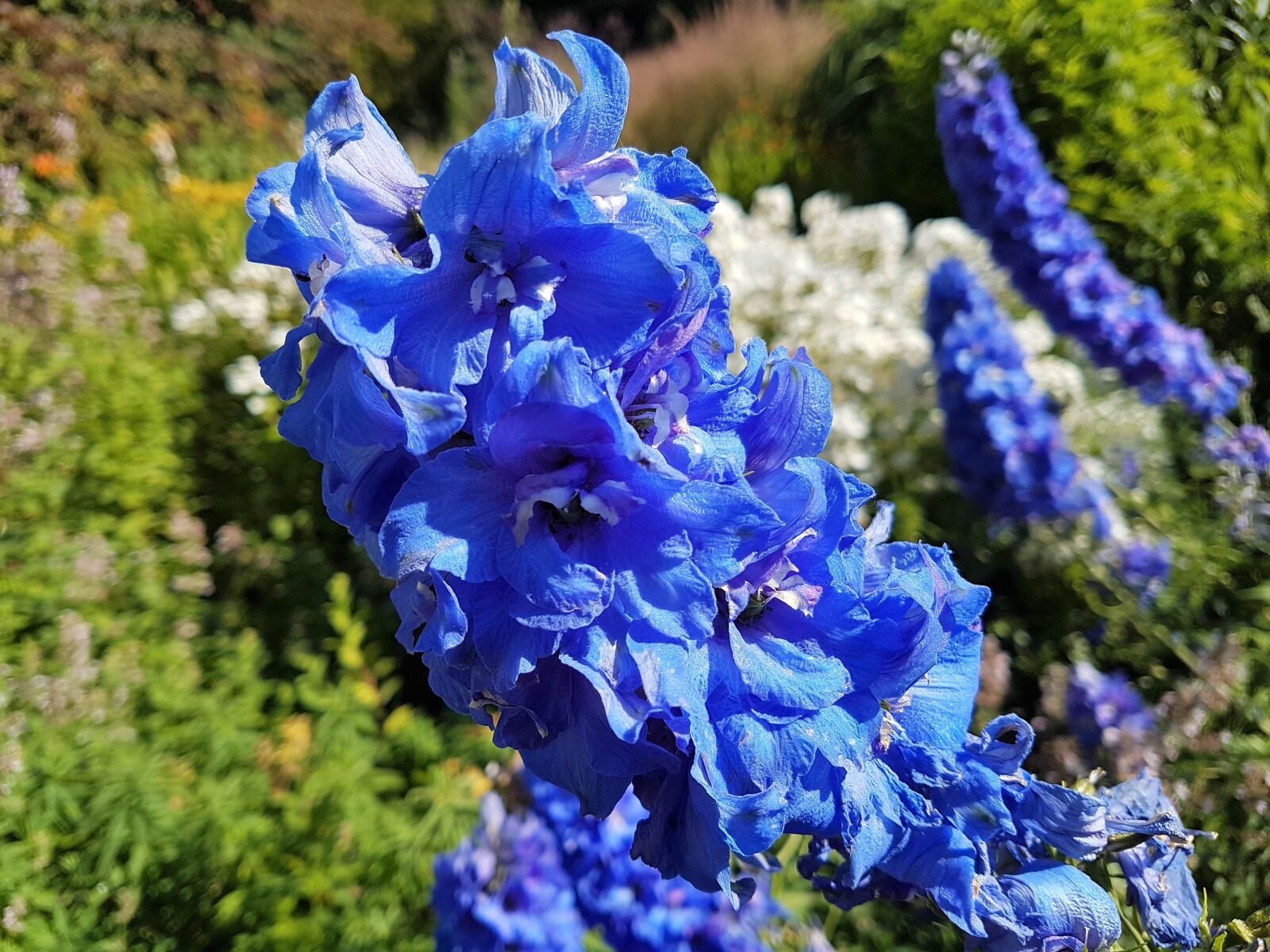 Samsung Galaxy S7 Edge sample photo. Flower bloom, flora, garden photography