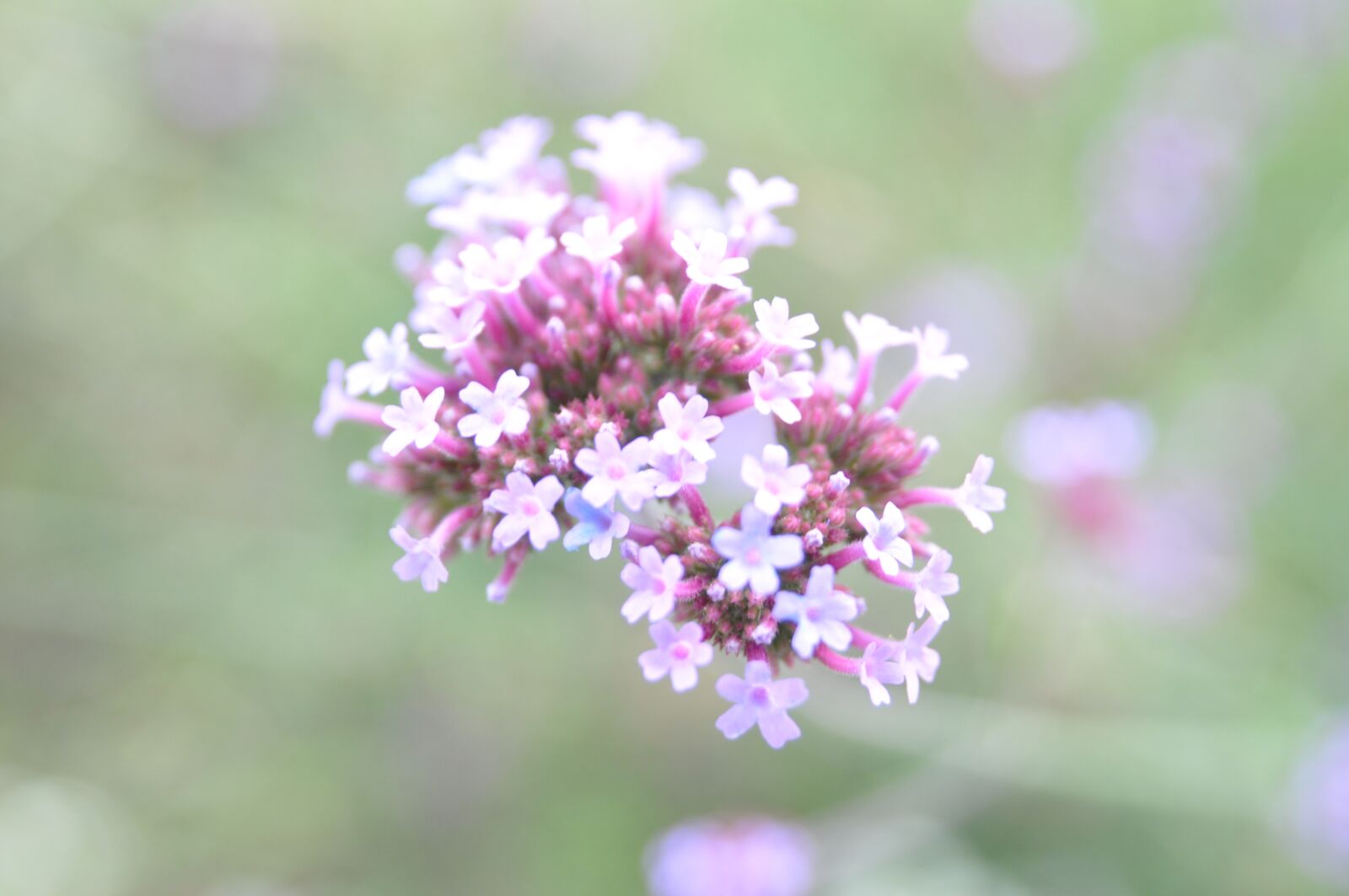Nikon D90 sample photo. Flower, pink, close up photography