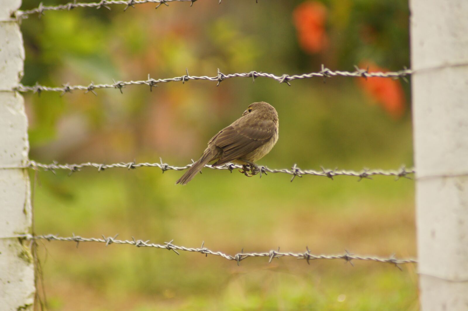 Sony SLT-A55 (SLT-A55V) sample photo. Birds, of the, field photography
