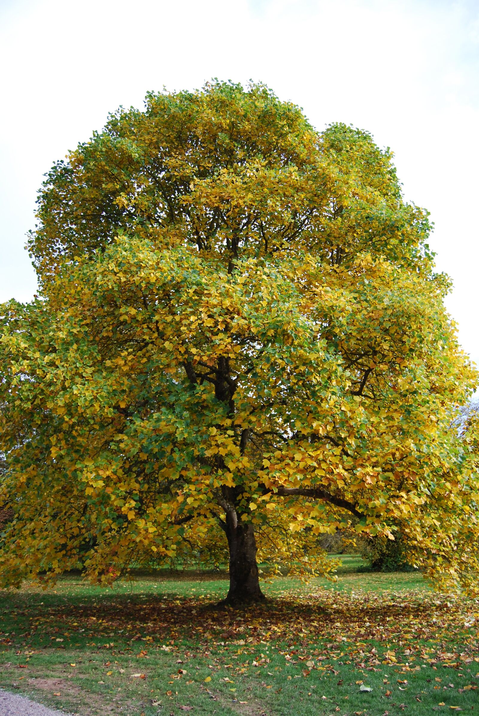 Nikon D40X sample photo. Tree, autumn, golden autumn photography