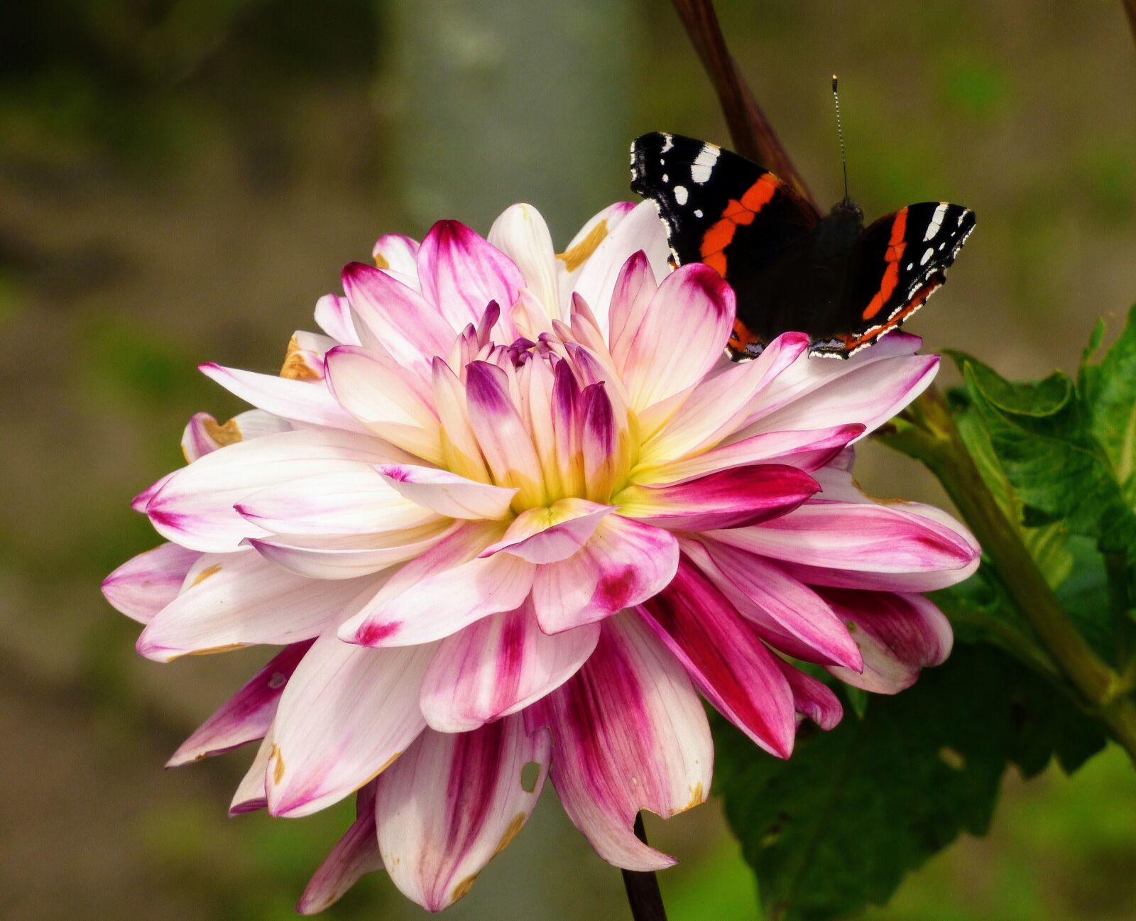 Panasonic DMC-FZ72 sample photo. Dahlia, flower, garden photography