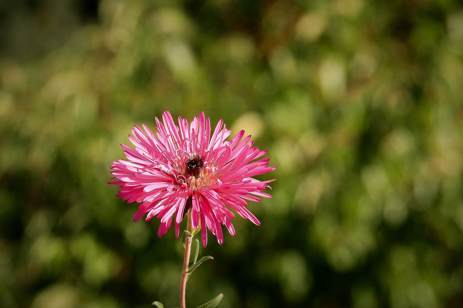 Nikon Coolpix P900 sample photo. Flower, beauty, blooming photography