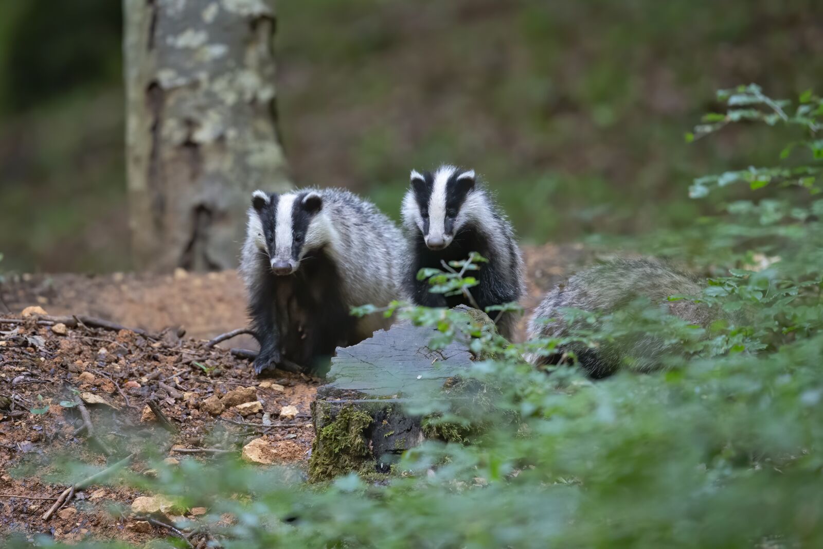 Canon EF 600mm F4L IS II USM sample photo. Badger, forest, nature photography