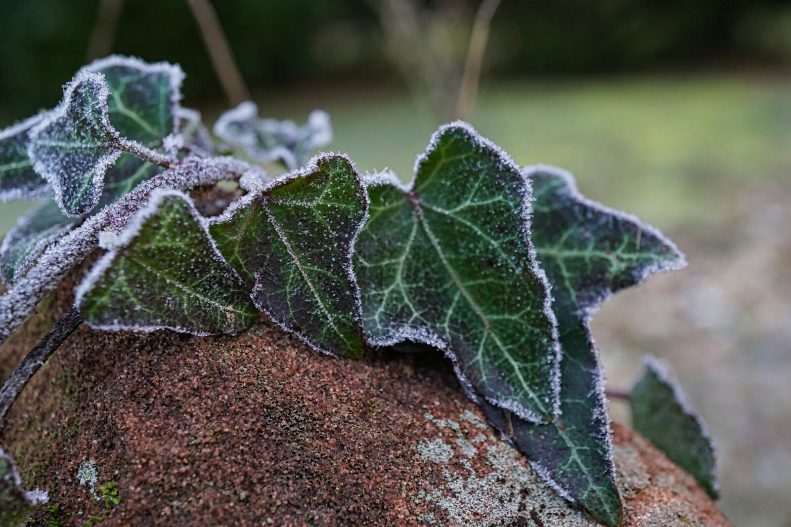 Sony a5100 + Sony E 30mm F3.5 Macro sample photo. Frost, morning, winter photography