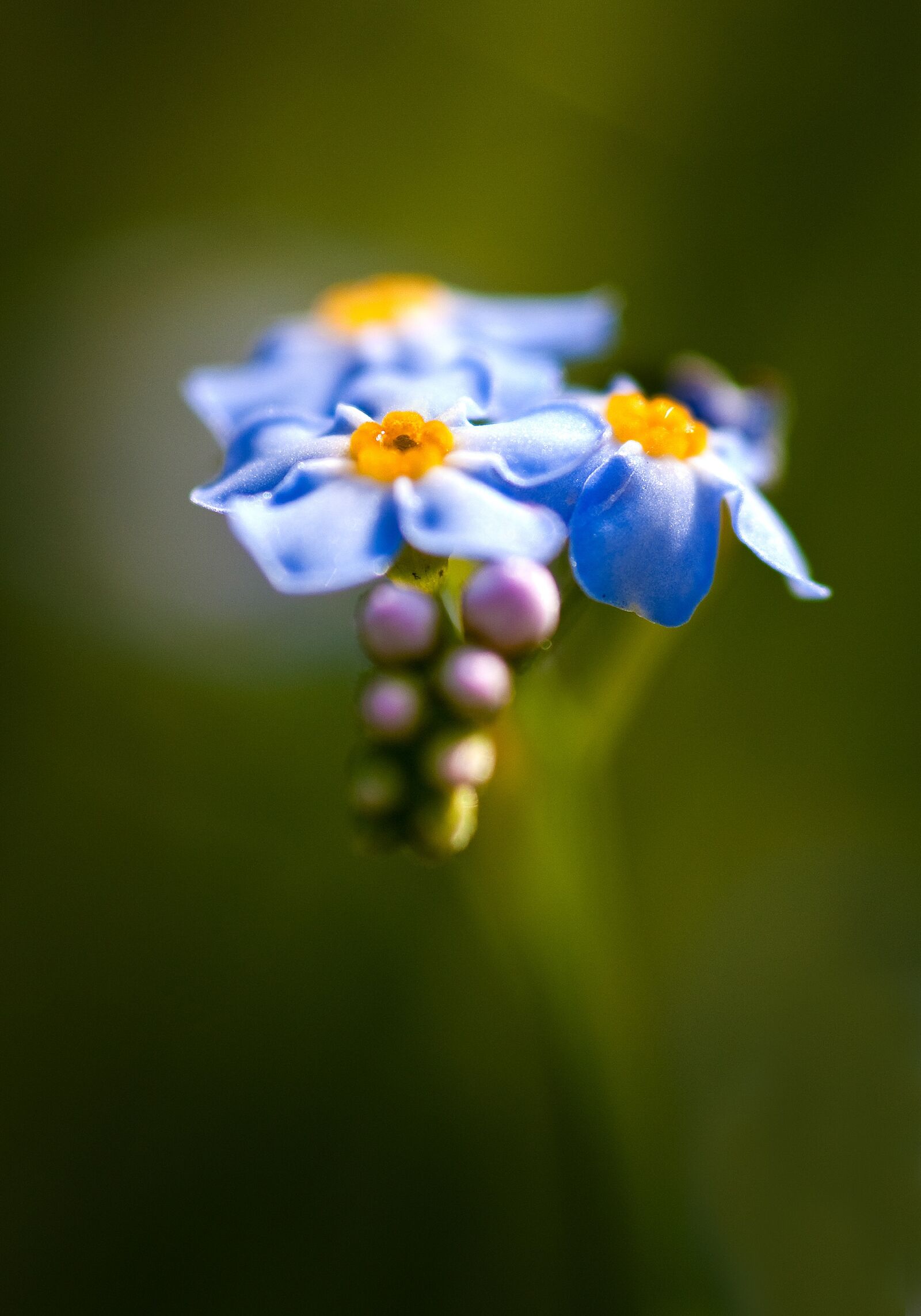 Canon EOS-1D Mark III sample photo. Flower, blue, summer photography