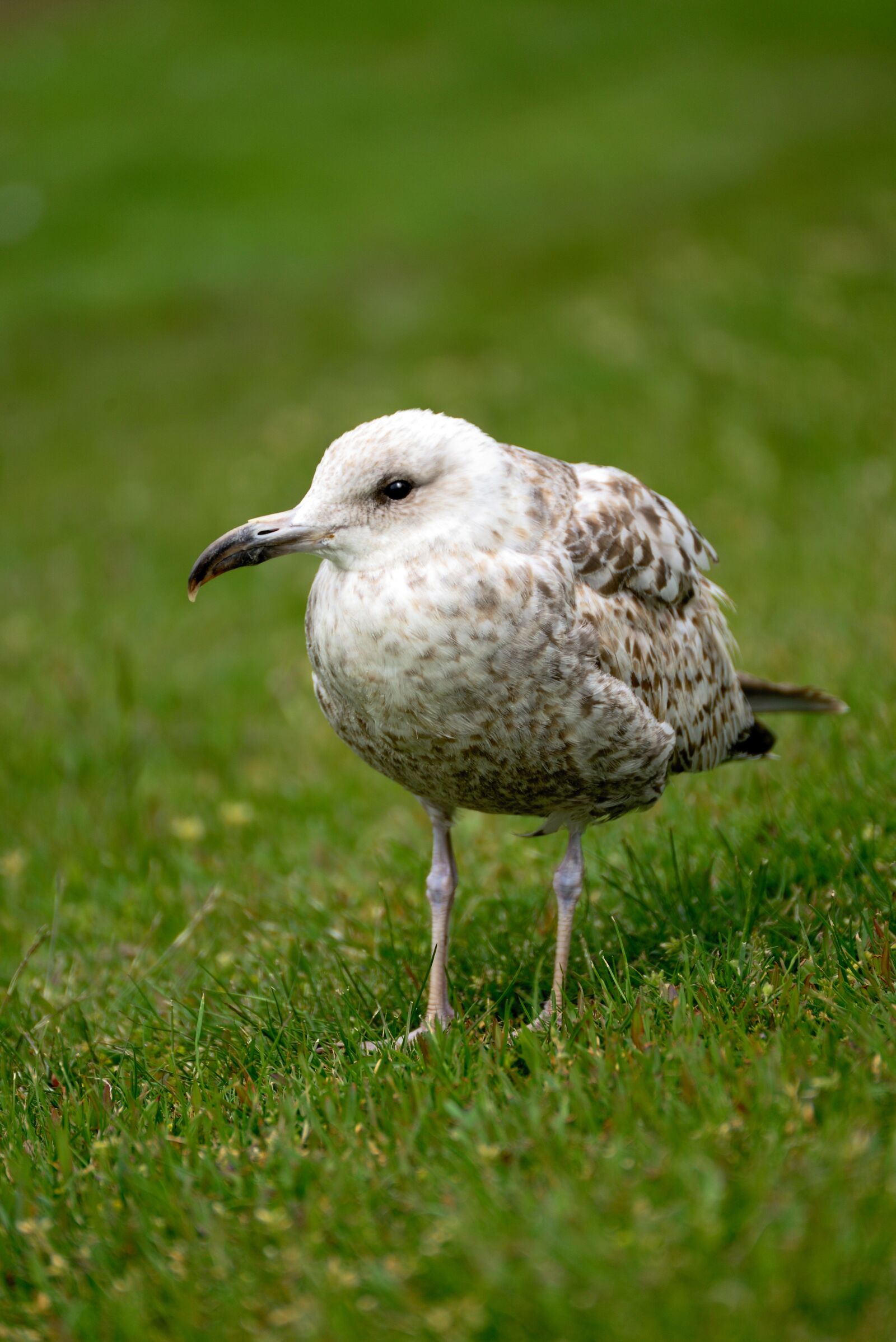 Nikon D610 sample photo. Seagull, water bird, bird photography