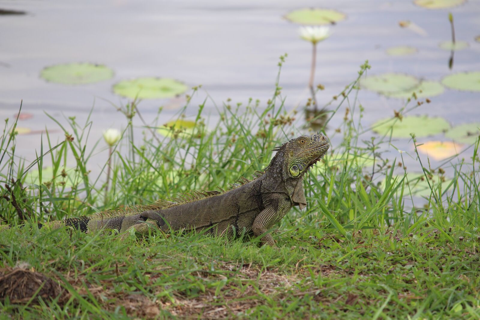 Canon EF-S 55-250mm F4-5.6 IS STM sample photo. Belize, nature, lamanai photography