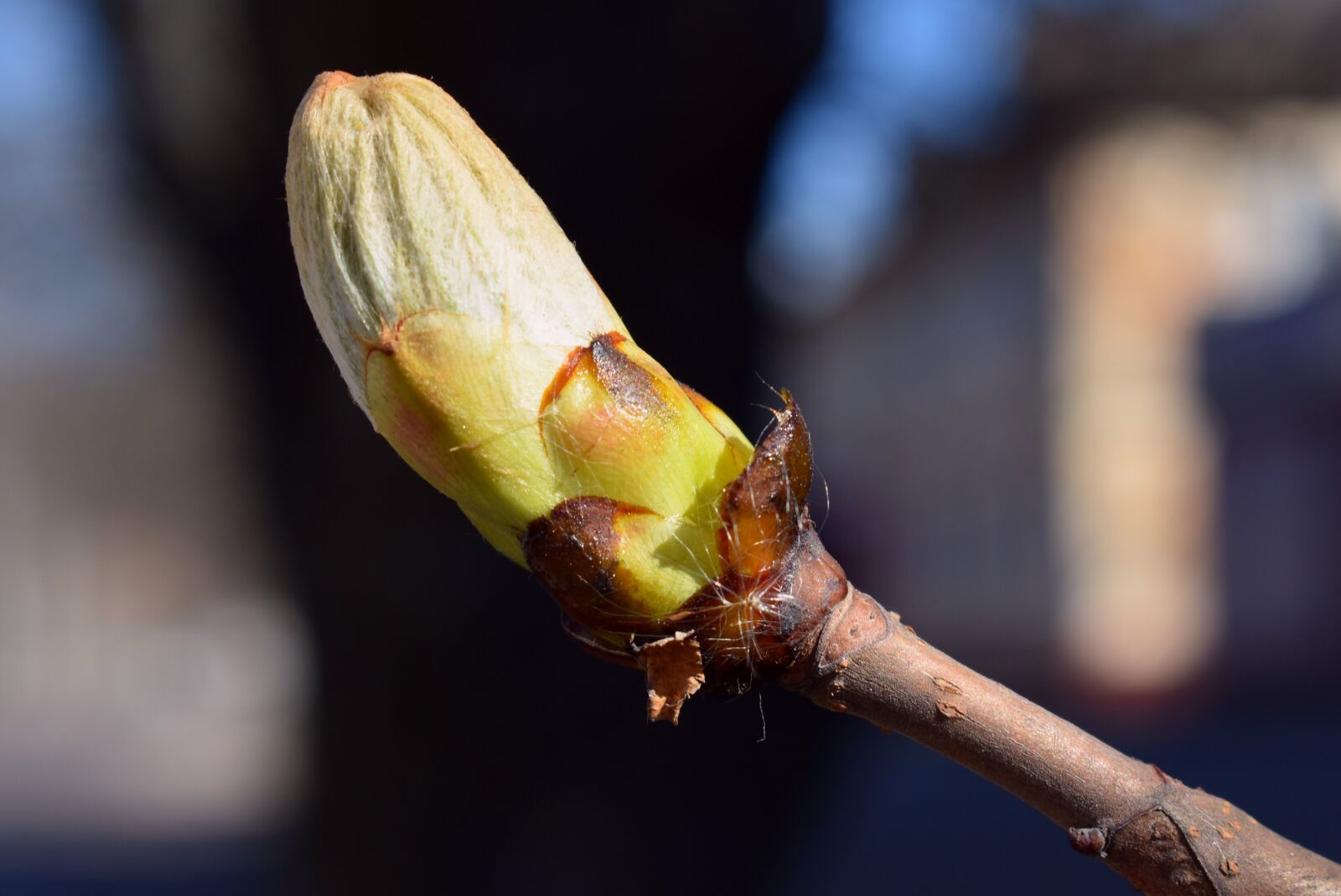 Nikon D3400 sample photo. Nature, tree, spring photography