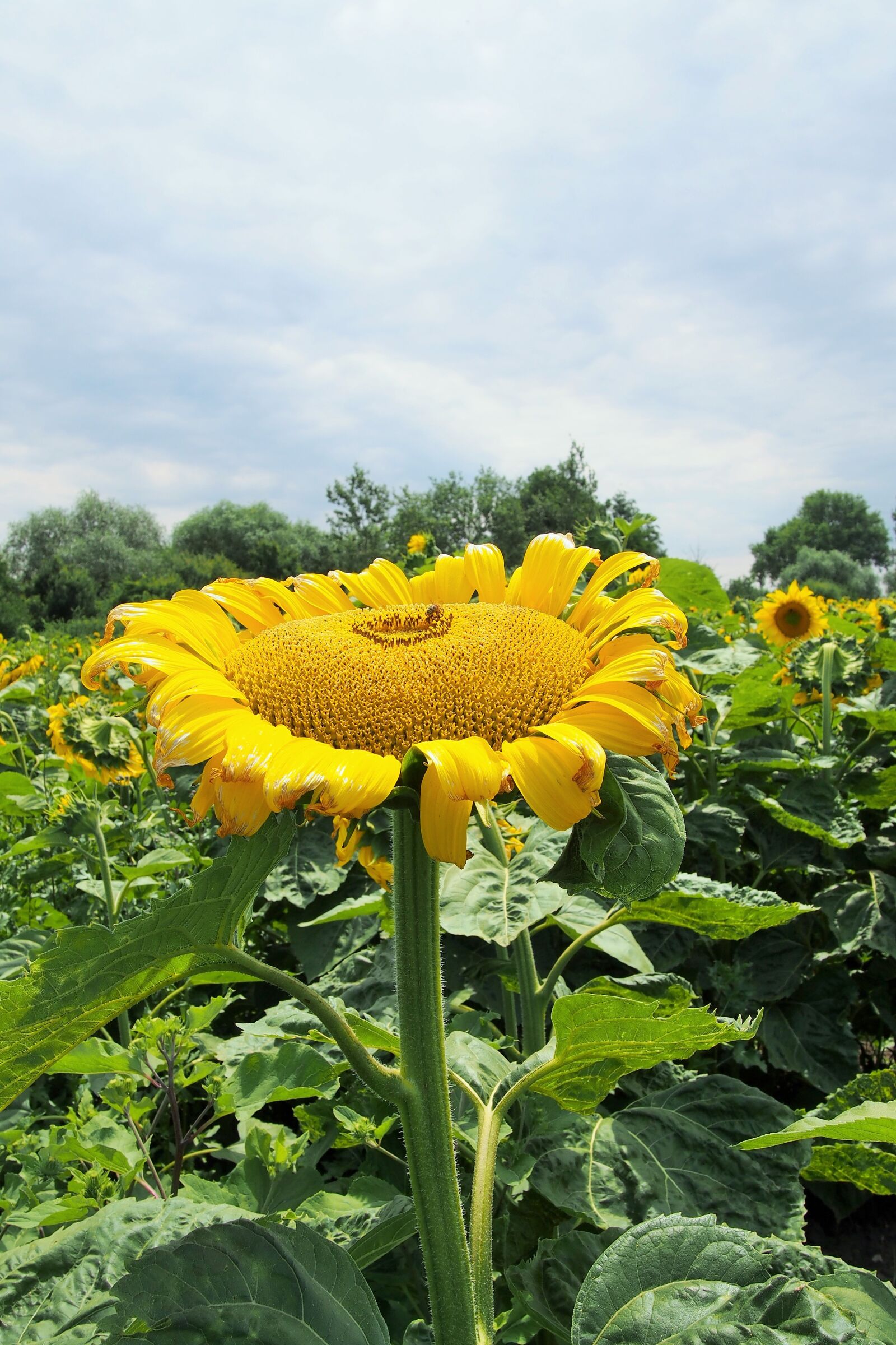 Olympus PEN E-PL6 sample photo. Sunflower, flower, yellow photography