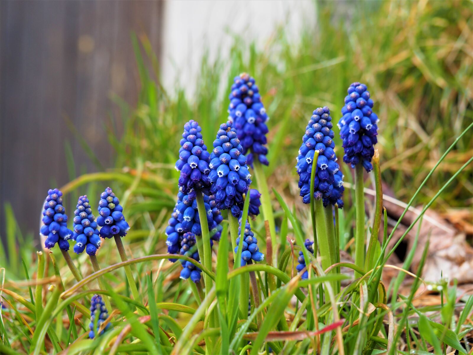 Olympus OM-D E-M10 II sample photo. Muscari, blue, spring photography
