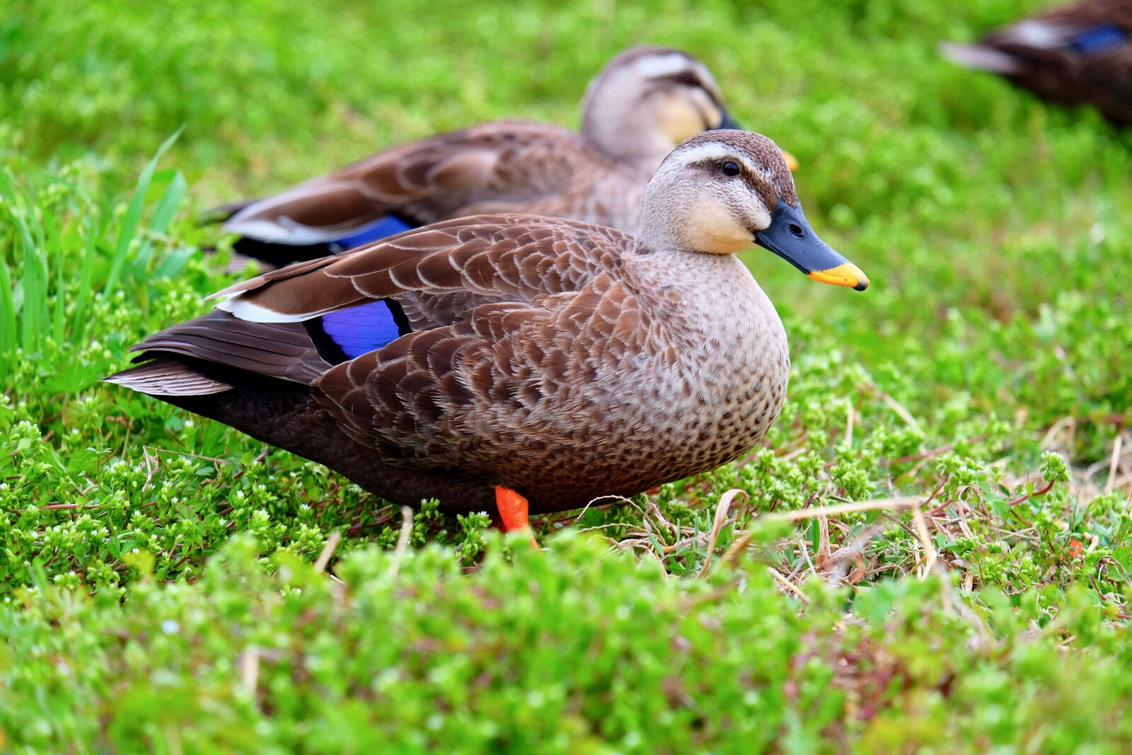 Fujifilm XF 55-200mm F3.5-4.8 R LM OIS sample photo. Ducks, birds, green photography