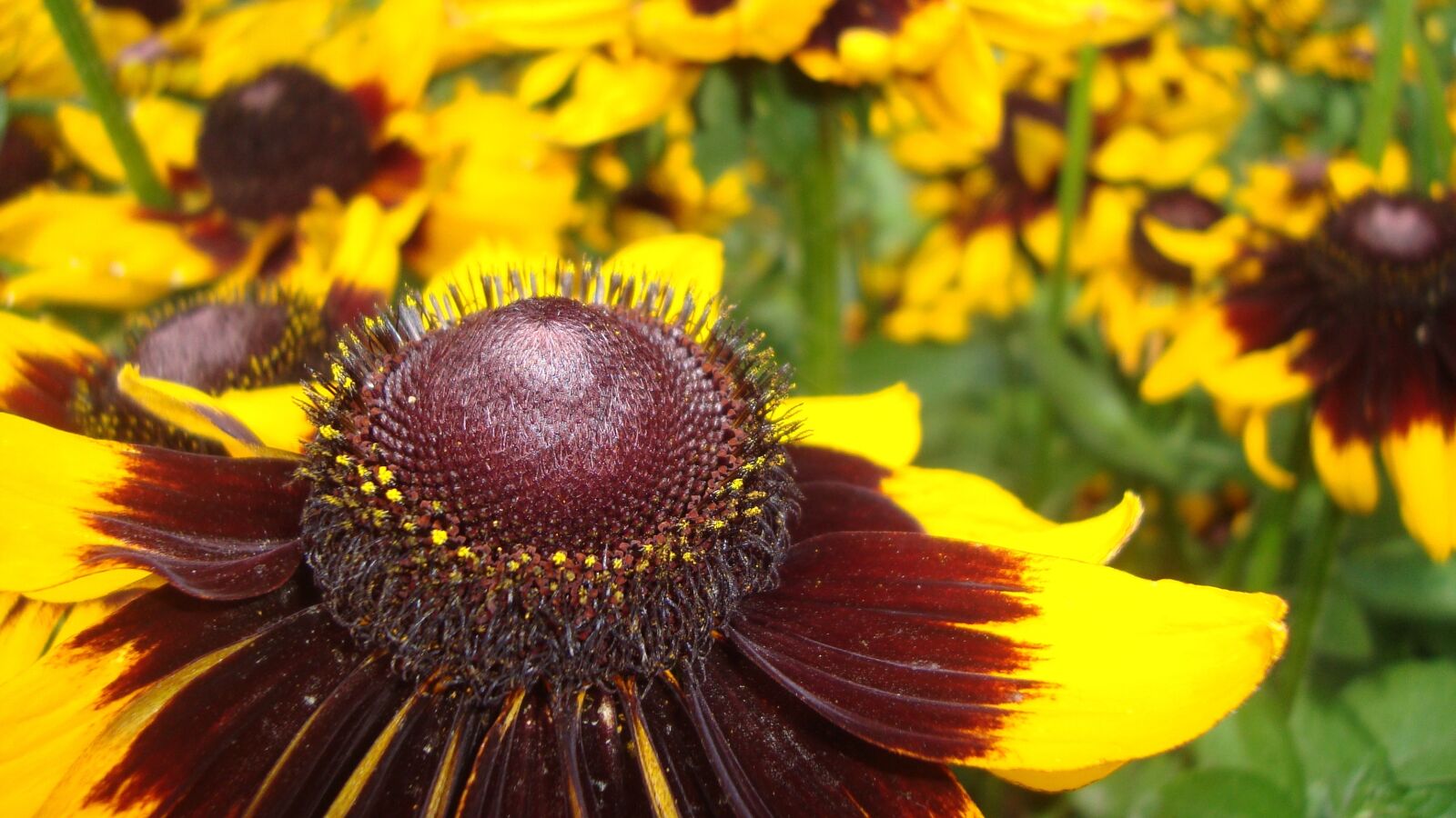 Sony Cyber-shot DSC-W120 sample photo. Flower, yellow, nature photography