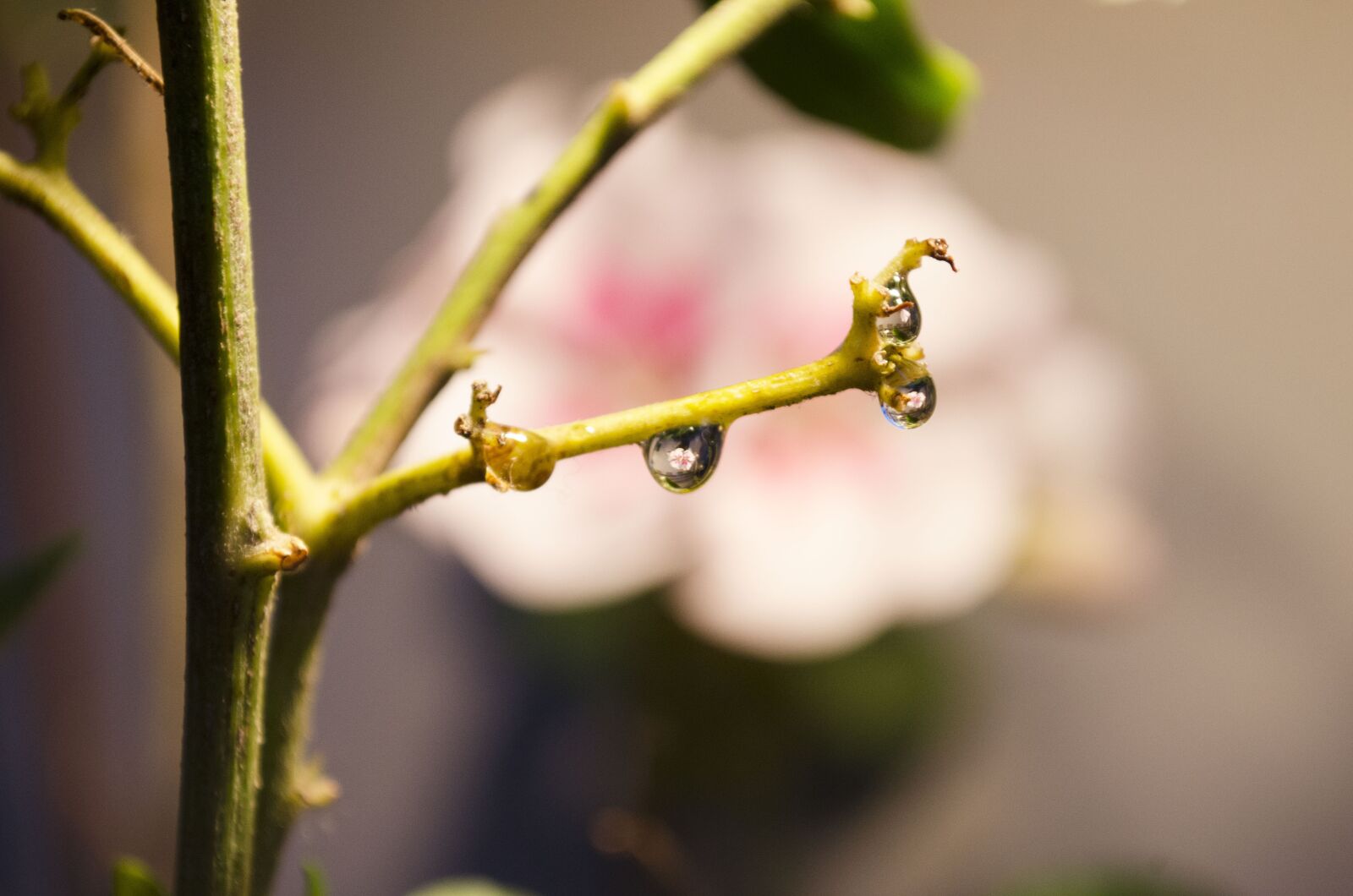 Nikon D5100 sample photo. Drop, flower, nature photography
