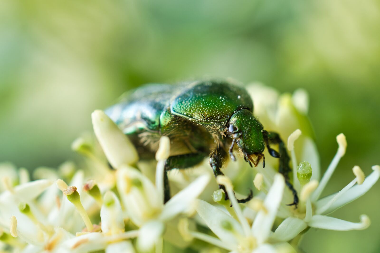 Sony a6600 sample photo. Beetle, green, panzer photography