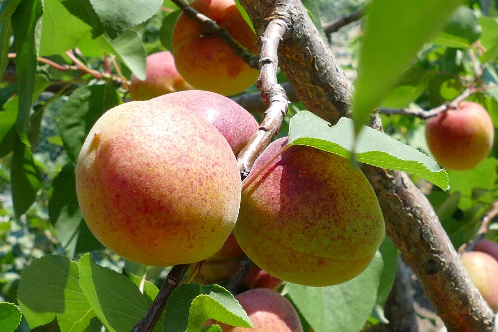 Panasonic Lumix DMC-FZ1000 sample photo. Apricot, fruit, tree photography