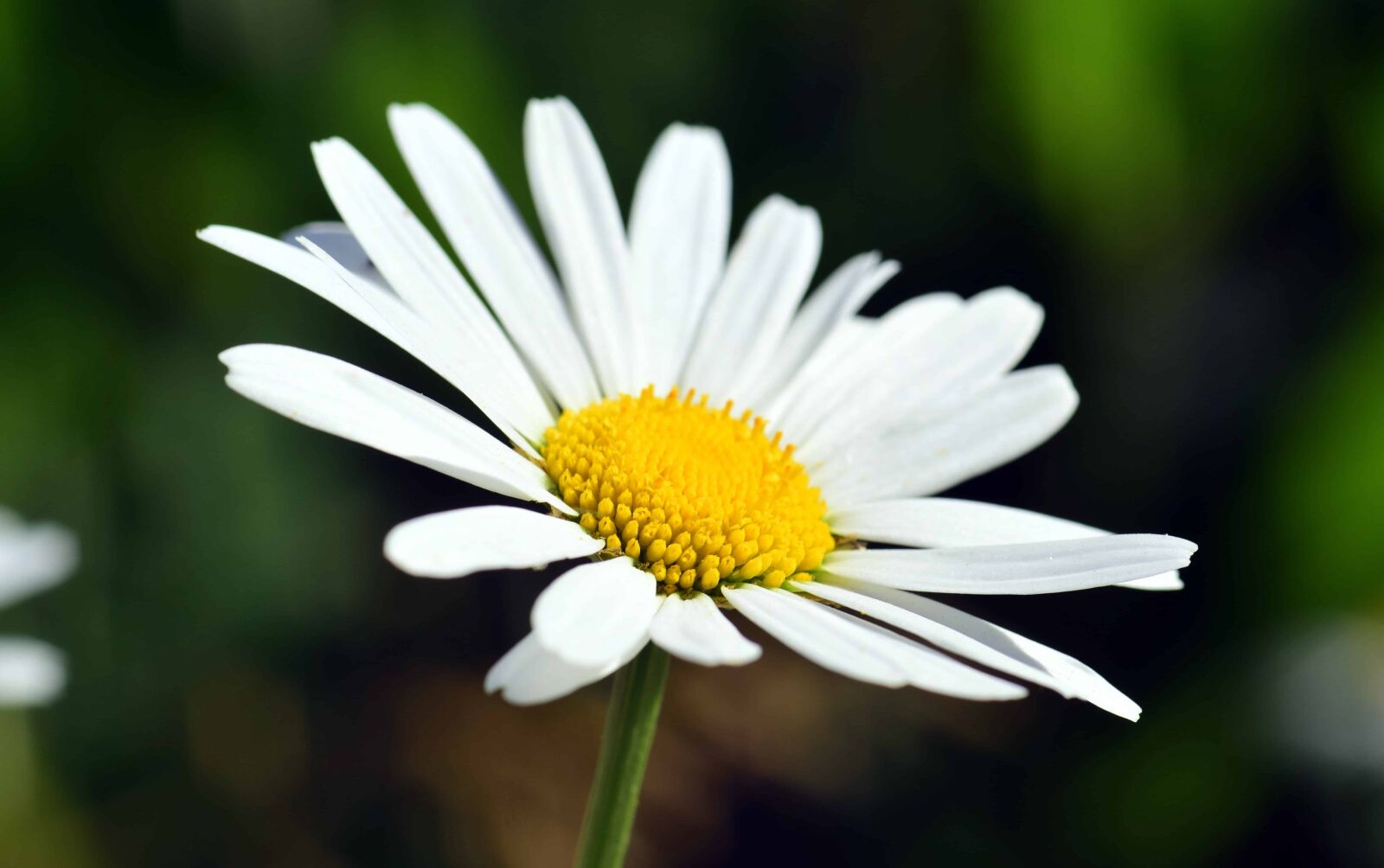 Nikon D3300 sample photo. Macro, nature, summer, wild photography
