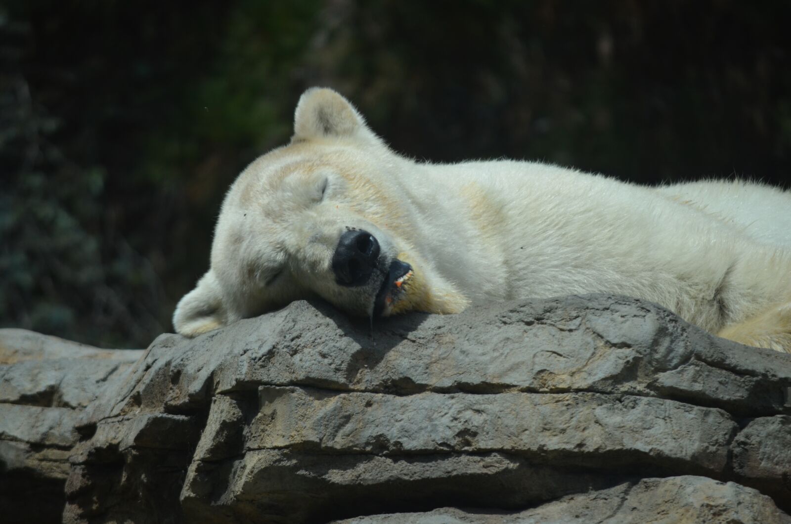 Nikon D5100 sample photo. San diego zoo, polar photography