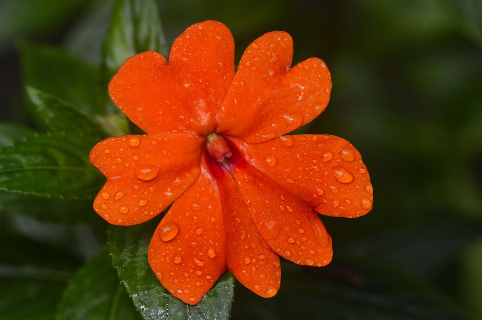 Nikon D3200 sample photo. Costa rica, plant, flower photography