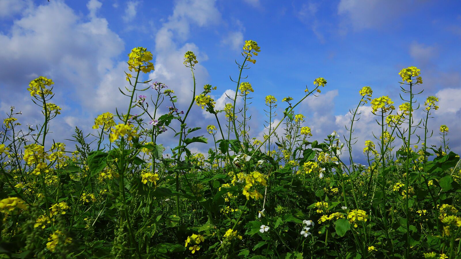 Canon EOS M50 (EOS Kiss M) + Canon EF-M 15-45mm F3.5-6.3 IS STM sample photo. Field of rapeseeds, oilseed photography