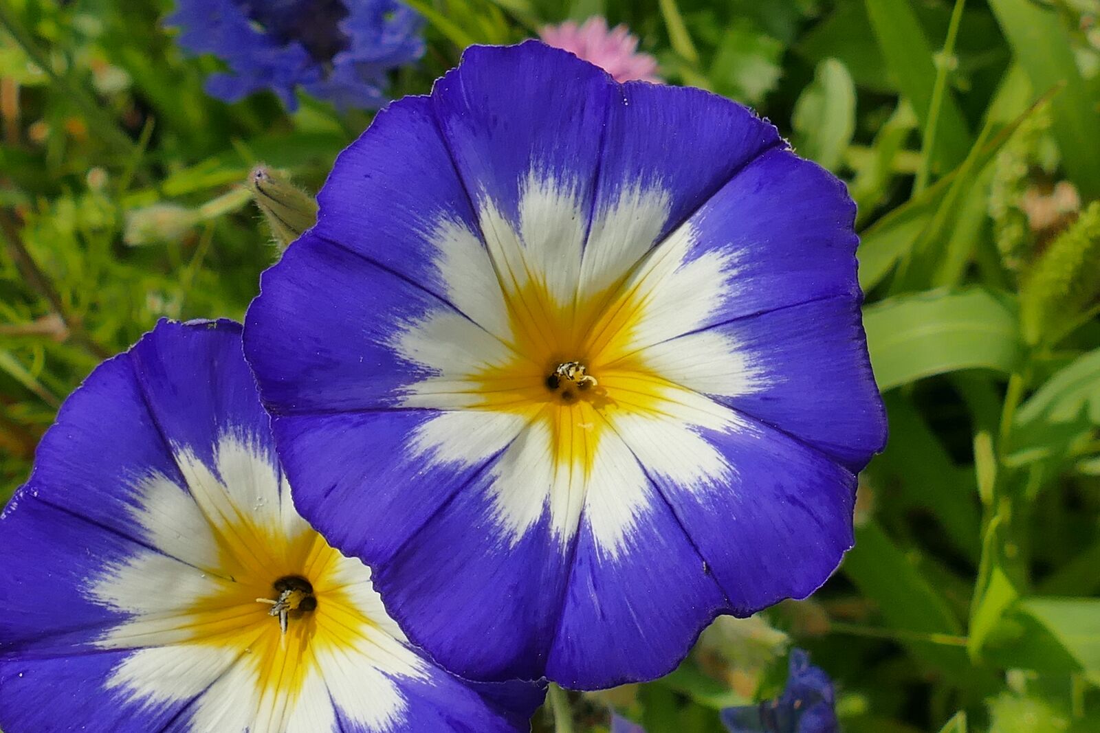 Panasonic Lumix DMC-FZ1000 sample photo. Macro, flower, blossom photography