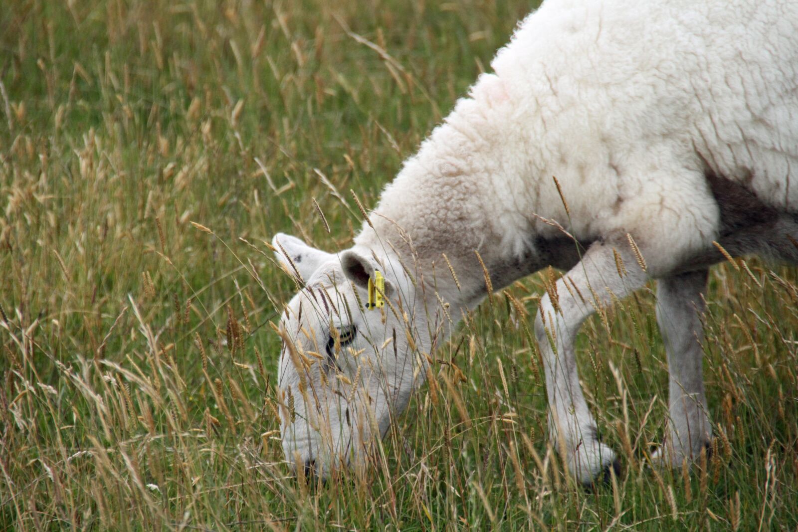 Canon EOS 7D sample photo. Sheep, wool, farm photography