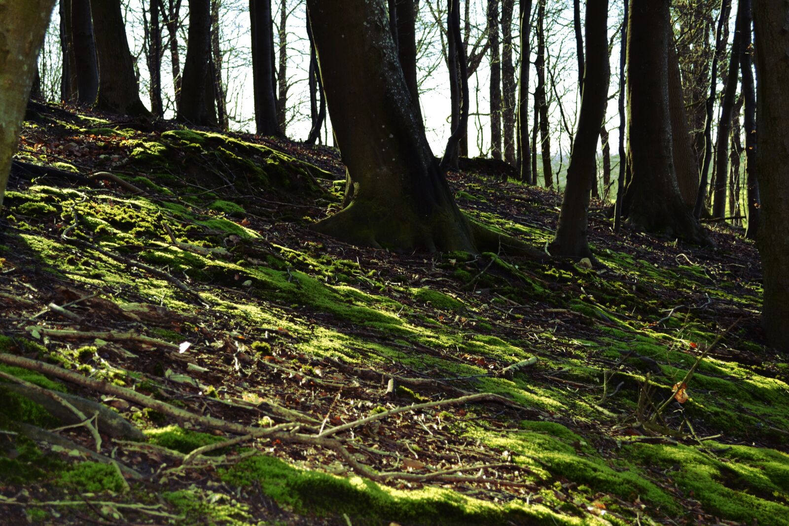 Nikon D3100 sample photo. Forest, trees, moss photography