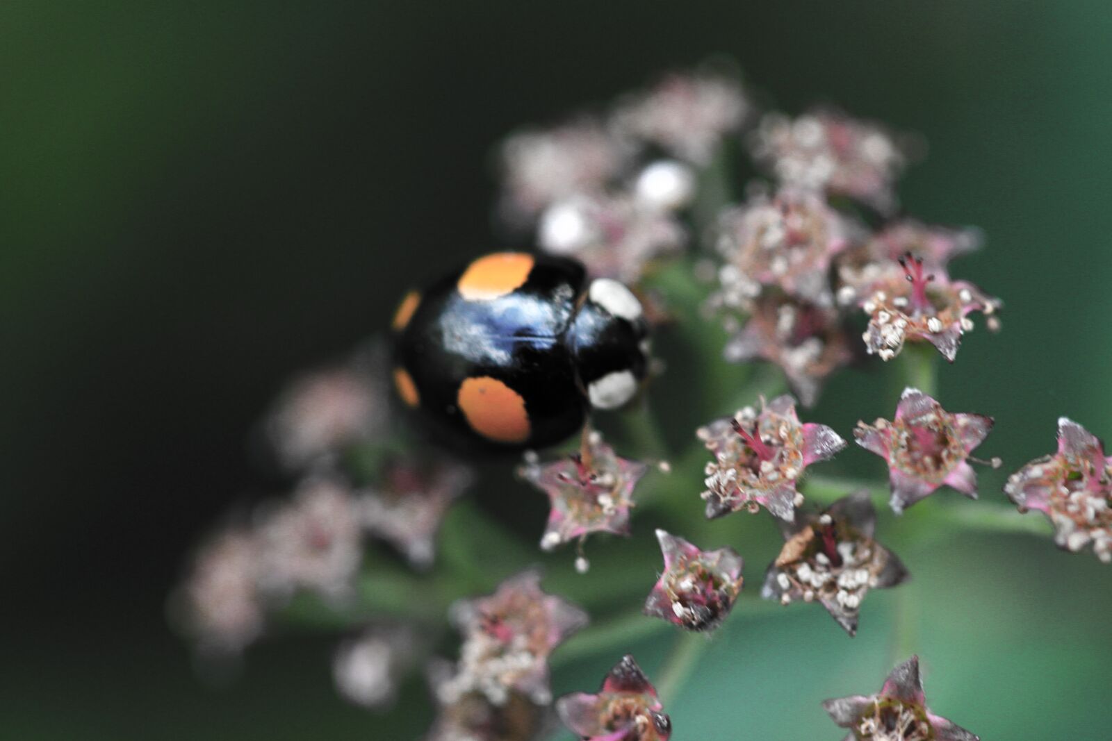 Canon EF 100mm F2.8 Macro USM sample photo. Ladybug, flower, insect photography