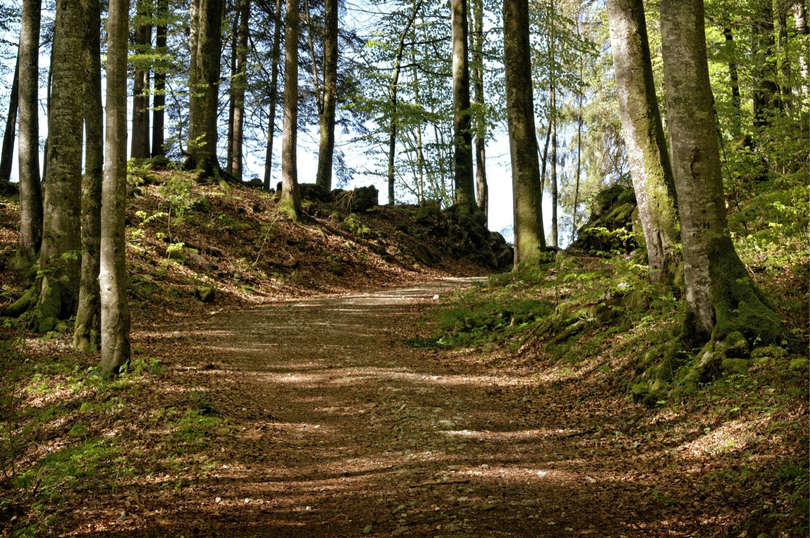 55.0-200.0mm f/4.0-f/5.6 sample photo. Trees, away, forest path photography