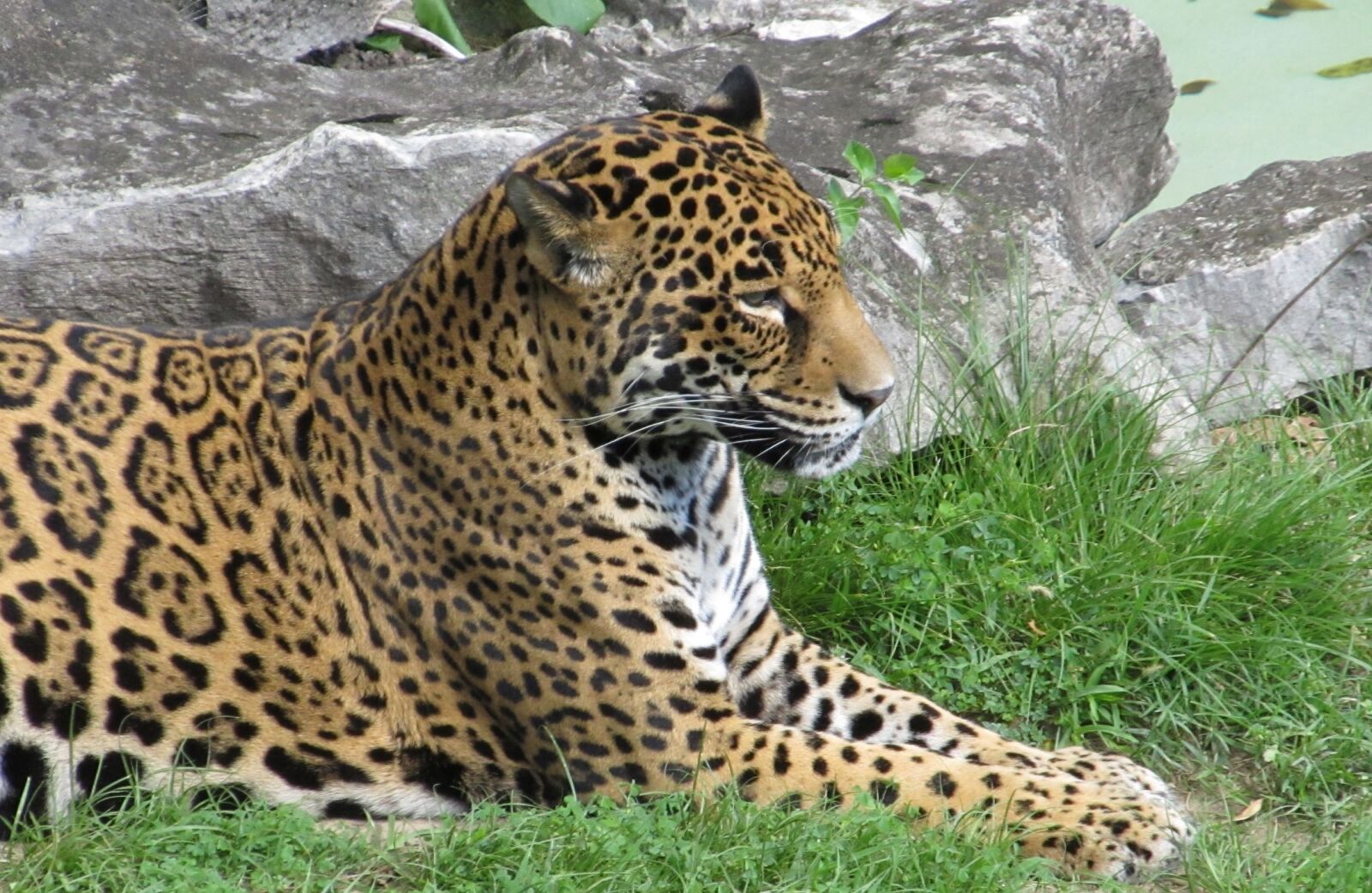 Canon PowerShot SX130 IS sample photo. Jaguar, big cat, carnivore photography