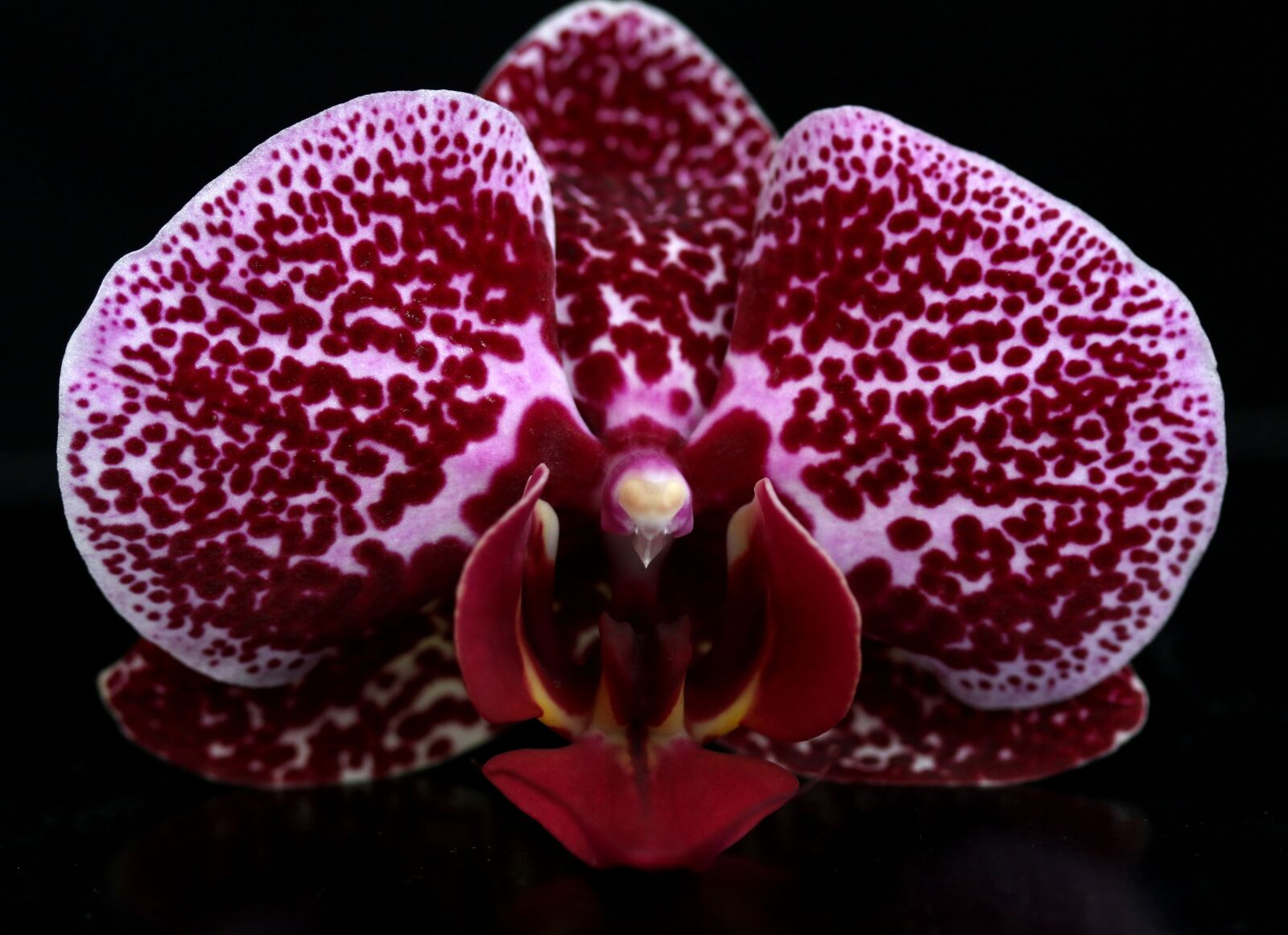 Canon EF-S 60mm F2.8 Macro USM sample photo. Orchid, red, water photography