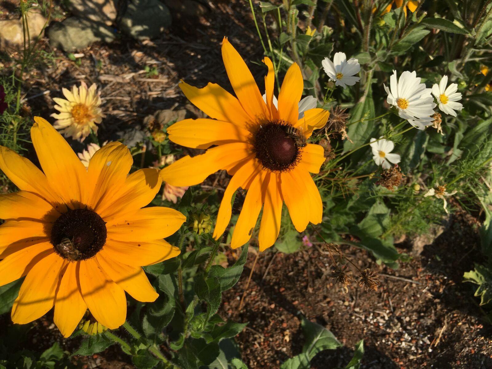 iPhone 6s back camera 4.15mm f/2.2 sample photo