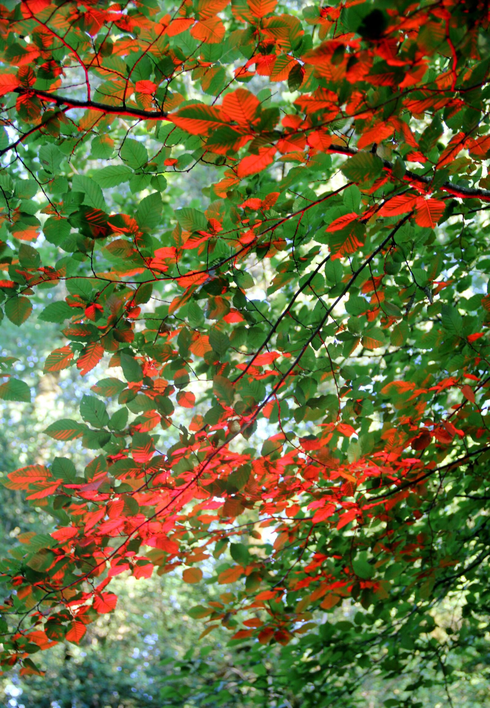 Canon EOS 550D (EOS Rebel T2i / EOS Kiss X4) sample photo. Leaf, nature, leaves photography